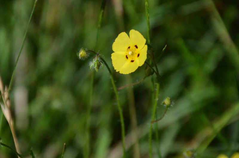 Hélianthème à gouttes 03
